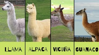 LLAMA ALPACA VICUÑA GUANACO ¿SABES DIFERENCIAR ENTRE ESTOS  Mundo Animal [upl. by Ibbie324]