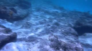 St Kittss Frigate Bay Snorkeling Adventure [upl. by Rip]