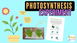 Photosynthesis Experiment Video Tutorial [upl. by Levy]