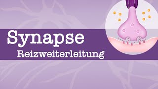 Synapse  Reizweiterleitung Erregungsleitung  EPSP IPSP  räumliche  zeitliche Summation [upl. by Risteau]