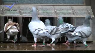 Peter Haas Day with Racing Pigeons Brieftauben Palomas 2013 [upl. by Avot]