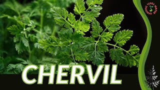 CHERVIL herb care growing and tips Anthriscus cerefolium [upl. by Ahsimot227]