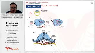 Desarrollo embrionario  Gastrulación [upl. by Attenauqa]