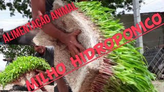 MILHO HIDROPONICO PARA ALIMENTAÇÃO ANIMAL NA PRÁTICA [upl. by Herahab340]