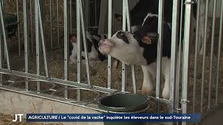 Le COVID de la vache inquiète les éleveurs dans le sud Touraine [upl. by Anitnuahs393]