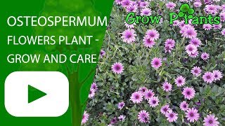 Osteospermum flowers plant  grow and care [upl. by Phelps]