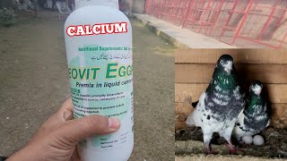 Pigeon Egg Formula [upl. by Enirok]