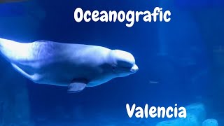 OCEANOGRAPHIC VALENCIA ΩΚΕΑΝΟΓΡΑΦΙΚΟ ΒΑΛΕΝΘΙΑ hlias mpr photography [upl. by Notyrb320]