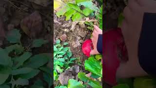 fresh bit root picking beautifully agriculture farming satisfying short [upl. by Nosilla]