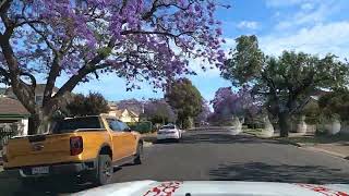 Beautiful SA  Jacarandas [upl. by Ewart]