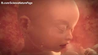 A short video From Conception to Birth [upl. by Mure]