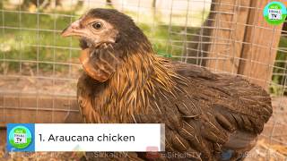 10 அறிய வகை கோழி இனங்கள்  Top 10 Most Strange Chicken Breeds [upl. by Okemak]