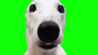 Shivering Dog Meme Green Screen Template [upl. by Mccready]