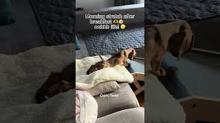 Morning stretch by Teckel 😅🫶🐶🐾 salchiteckel puppy teckel dachshund fypシ゚viral [upl. by Ardnosak]