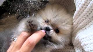 Baby Bailey micro teacup Pomeranian TOP ELITE PLATINUM QUALITYAMAZING AVAILABLE [upl. by Obellia506]