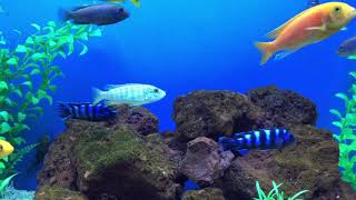 Melanochromis exasperatus [upl. by Rodoeht976]