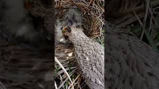 Nestled Nuggets Witnessing Skylark Bird Chicks Hatch [upl. by Trah]