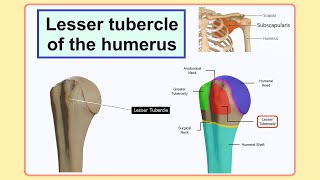 lesser tubercle of the humerus [upl. by Llehsram]