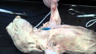 Day 2 Fetal Pig Dissection  Finish Skin Removal amp Superficial Muscles [upl. by Lombardo]