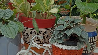 peperomia obtusifolia how to care tips and tricks 🌿👌 [upl. by Sansone]