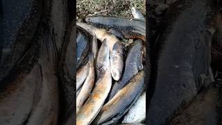 Fishing video new snakehead fish catching shorts ytshorts trending snakeheadmurrel viral [upl. by Drexler128]