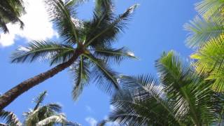 Halekulani Hotel Pool side 07 2016 MVI 6259 [upl. by Thorin]