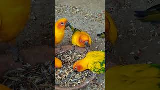 Sun conure Most beautiful parrot birdsvideoshorts [upl. by Pedrick]