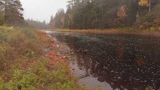 Fly Fishing for Atlantic Salmon on the Cains River NB Canada [upl. by Sophie725]