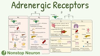 Adrenergic Receptors Types Distribution Mechanism Agonist Antagonist [upl. by Ailedua365]