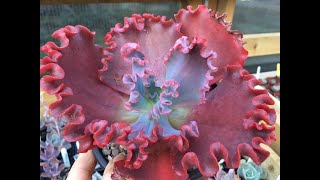 Top 10 Frilly Echeveria  with names echeveria succulentsplants [upl. by Ahsinit]