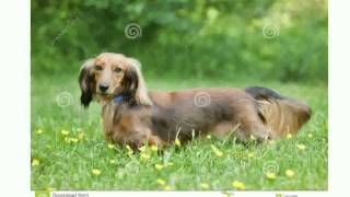 Miniature Long Haired Dachshund [upl. by Aarika]