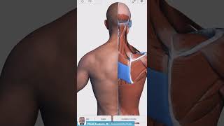 Visual Anatomy 3D  Facts about the Rhomboid Major Muscle [upl. by Noivart422]