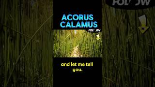 Acorus calamus vitamins protein and is really good for health vitamin proteinpowder protein [upl. by Amerd931]