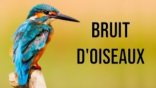 Bruit doiseaux pour chats [upl. by Eibrad]