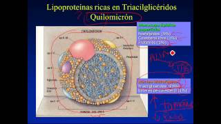 Transporte de lípidos Lipoproteinas plasmáticas [upl. by Darrelle9]