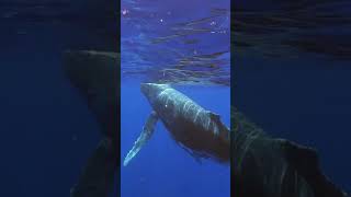 Listen to Whale Sound Humpback Lonely Calls shorts whale humpback [upl. by Barnet]