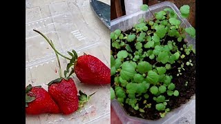 COMO GERMINAR FRESAS O FRUTILLAS Y LUEGO TRASPLANTA MUY FÁCIL [upl. by Irama949]