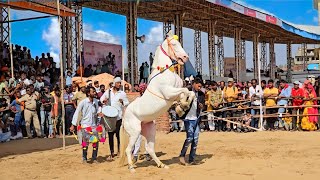 घोड़ी का डांस देखकर पब्लिक हुई बेहाल  परफ़्यूम लगावे चुन्नी में  Perfume lgawe Chunni me Dj Dance [upl. by Ninetta348]