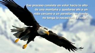 La transformación del Aguila [upl. by Rafaj]