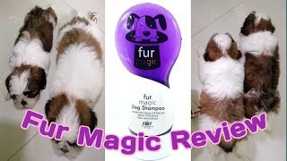 Fur Magic Dog Shampoo Review  Cailie amp Cuties 1st Magic Bath V29 [upl. by Enitsud489]