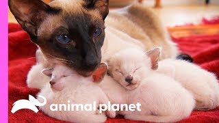 Protective FirstTime Mom Looks After Her Curious Siamese Kittens  Too Cute [upl. by Brightman]