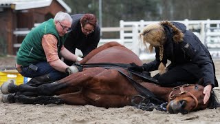 Richtig longieren  Vorbereitung für Pferd und Reiter [upl. by Ahsert249]