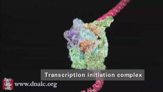 DNA Transcription Advanced [upl. by Iadahs692]