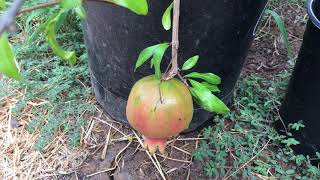 Eversweet Pomegranate Fruit Tree From AirLayer [upl. by Loredana]