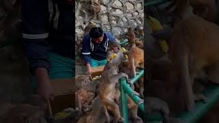 beautiful monkey feeding video feedinganimal [upl. by Talmud]