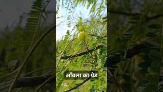 Indian Gooseberry Plant Amla Plant AmlaIndiangooseberry trending [upl. by Brelje334]