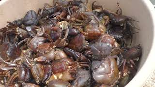 Stone Crabs Just 100 RS KG  Crabes For Sale  Crabes Available [upl. by Niltiak]