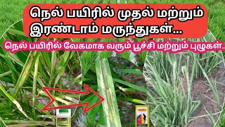 நெல் பயிரில் வேகமாக பரவிவரும் புழு பூச்சி மேலாண்மை  Paddy pests and insects management [upl. by Jonna]