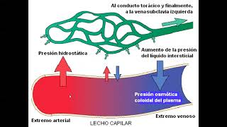 TEMA 3 Trastornos hemodinámicos [upl. by Bennet]