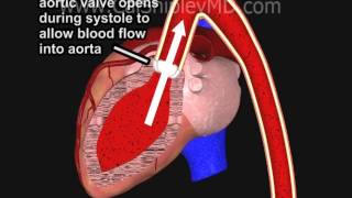 Coronary Artery Perfusion and the Cardiac Cycle Animation by Dr Cal Shipley MD [upl. by Sesmar452]